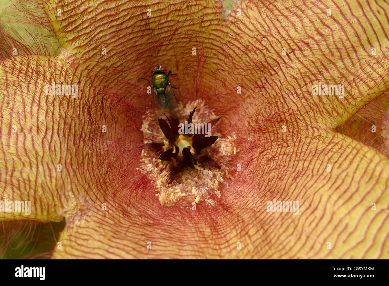 Flower detail of Stapelia gigantea, Zulu giant, carrion plant, toad plant with green flies
