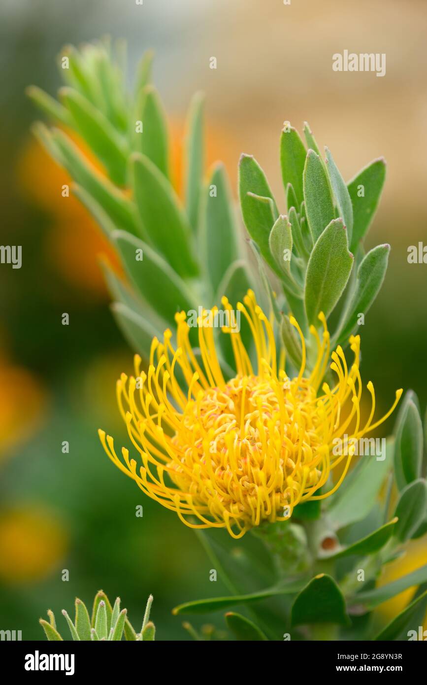 Pincushion flower formation of Leuocospermum cordifolium, plant of South Africa. Stock Photo
