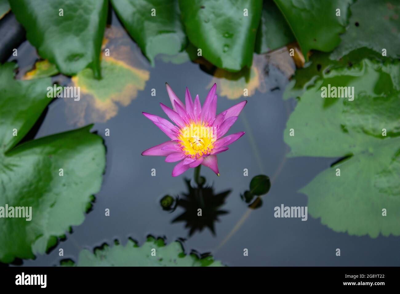 Pink color water lily in bloomed in pond Stock Photo