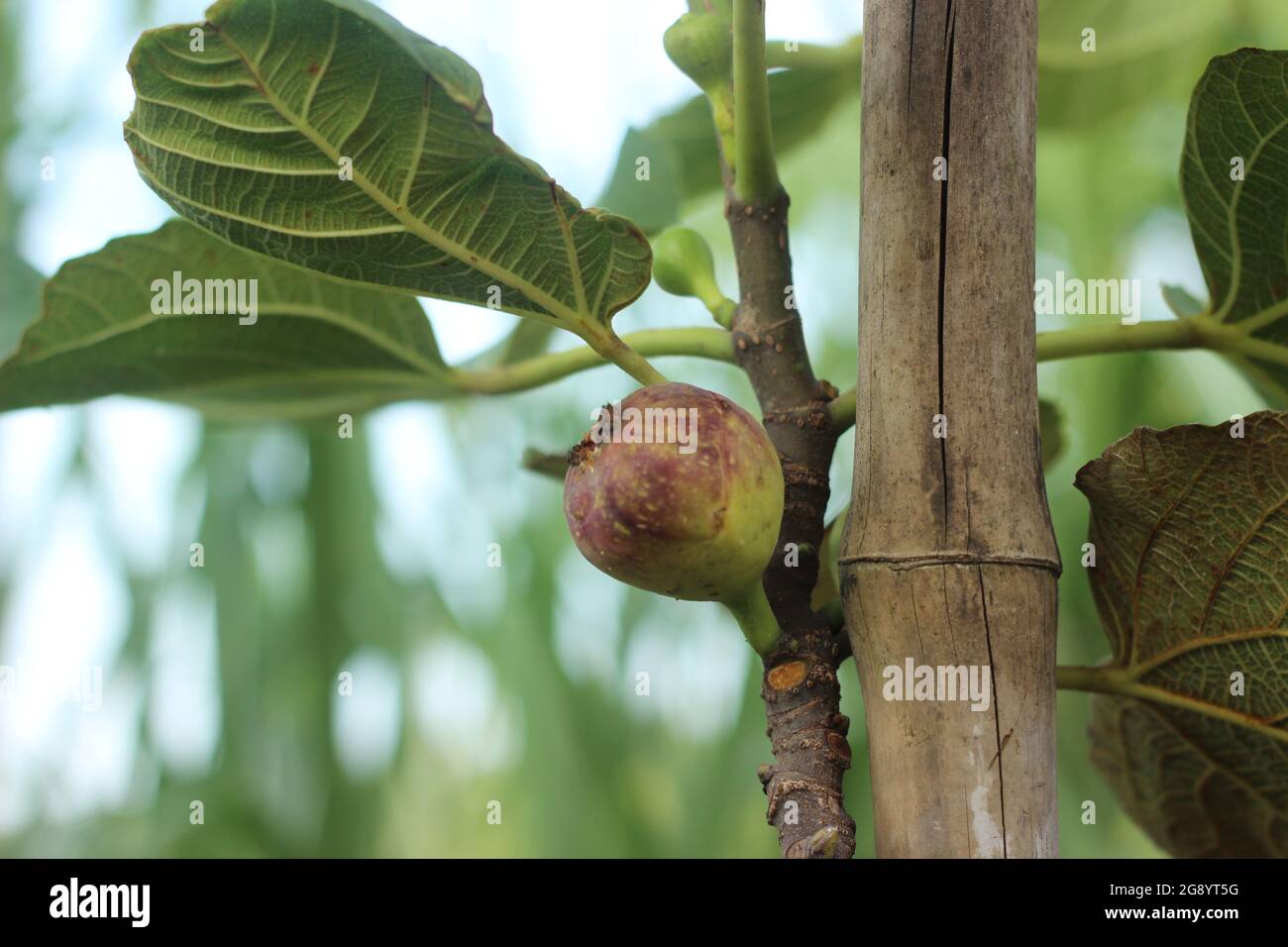 Fig fruit on fig plant. Figs is an unique fruit resembling a teardrop