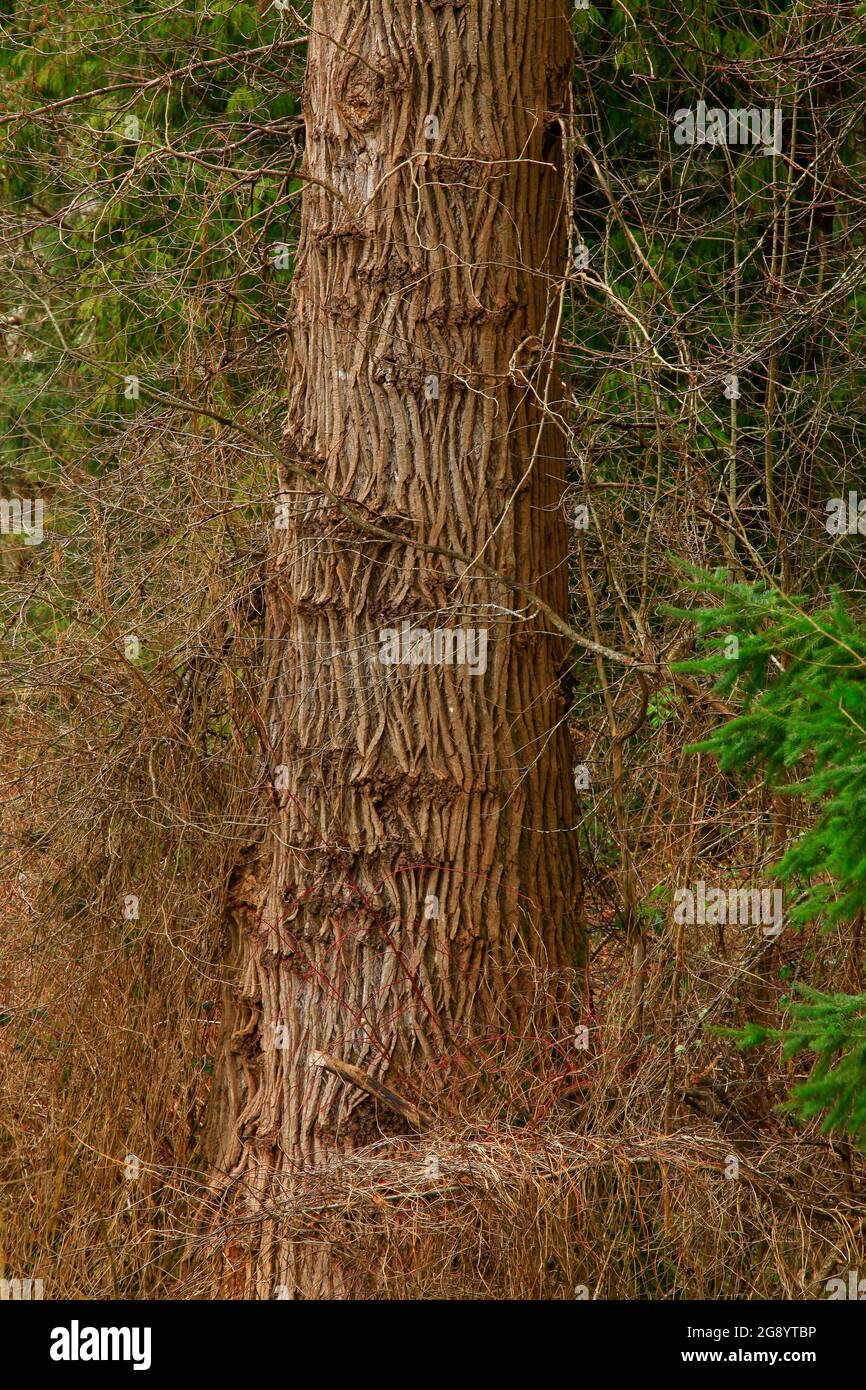 a exterior picture odf an Pacific Northwest forest with old growth Cottonwood tree Stock Photo