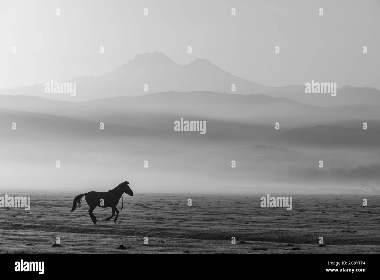 Grayscale shot of a horse running in a misty morning near the Erciyes mountain, Kayseri Stock Photo