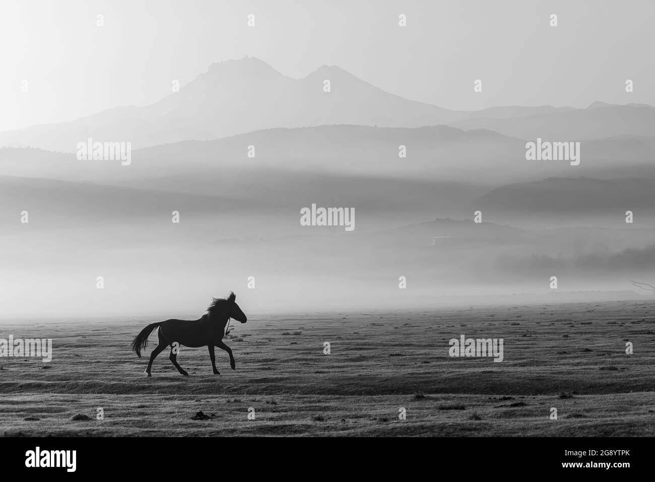 Grayscale shot of a horse running in a misty morning near the Erciyes mountain, Kayseri Stock Photo