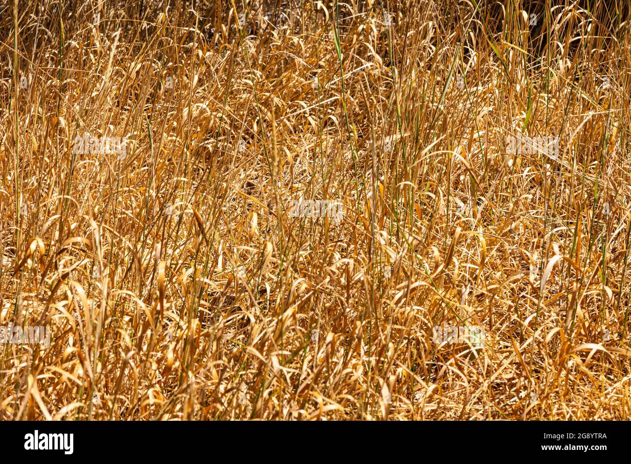 Tinder dry grass poses a wildfire risk during the drought conditions of 2021 in Kamloops British Columbia Canada Stock Photo