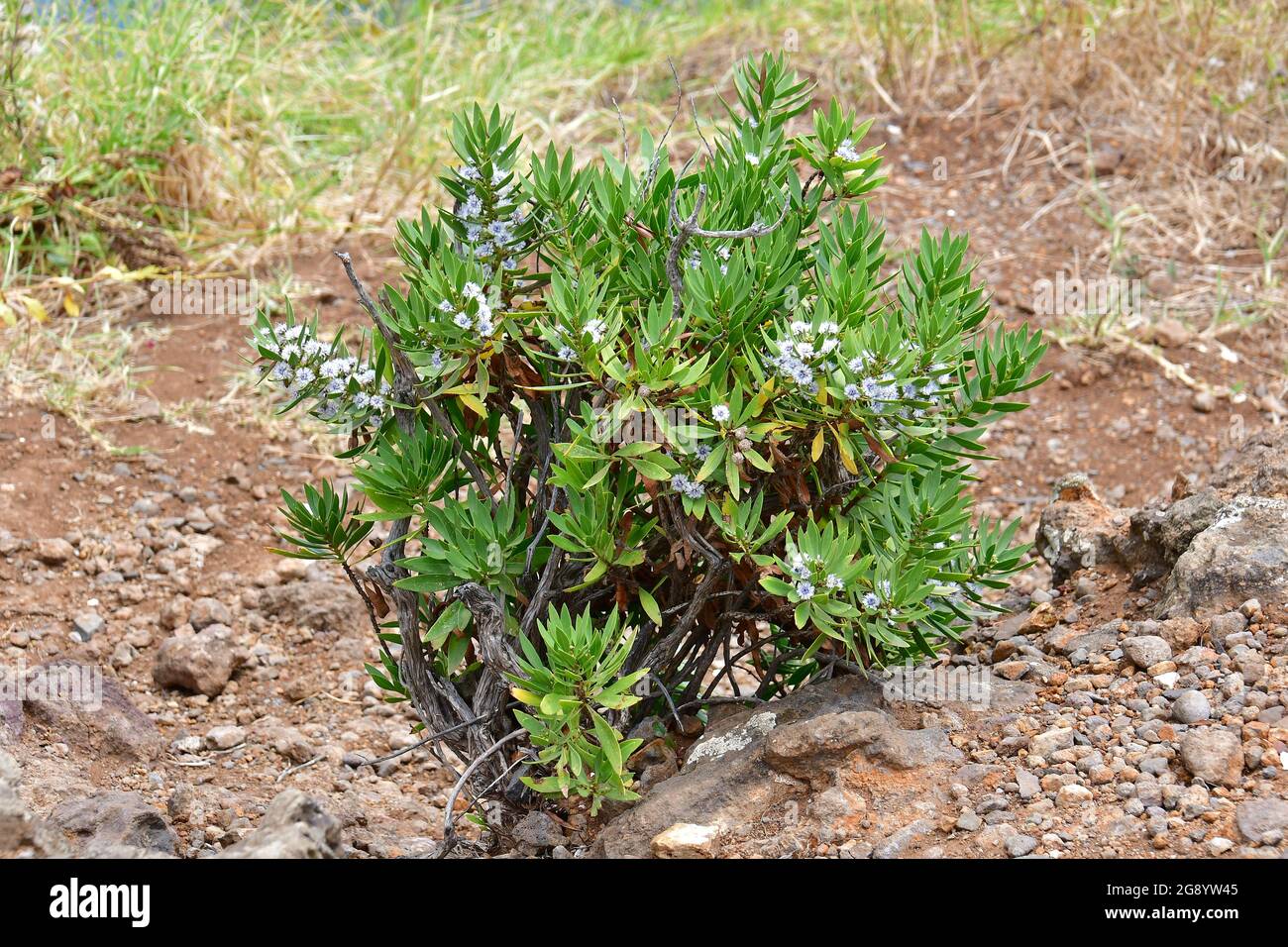 Globularia salicina, gubóvirág, Madeira, Portugal, Europe Stock Photo