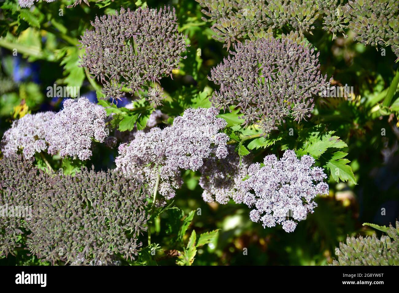 black parsley, Melanoselinum decipiens, Madeira, Portugal, Europe Stock