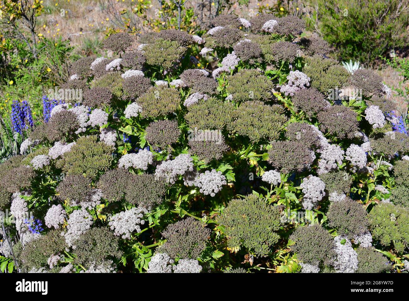 black parsley, Melanoselinum decipiens, Madeira, Portugal, Europe Stock