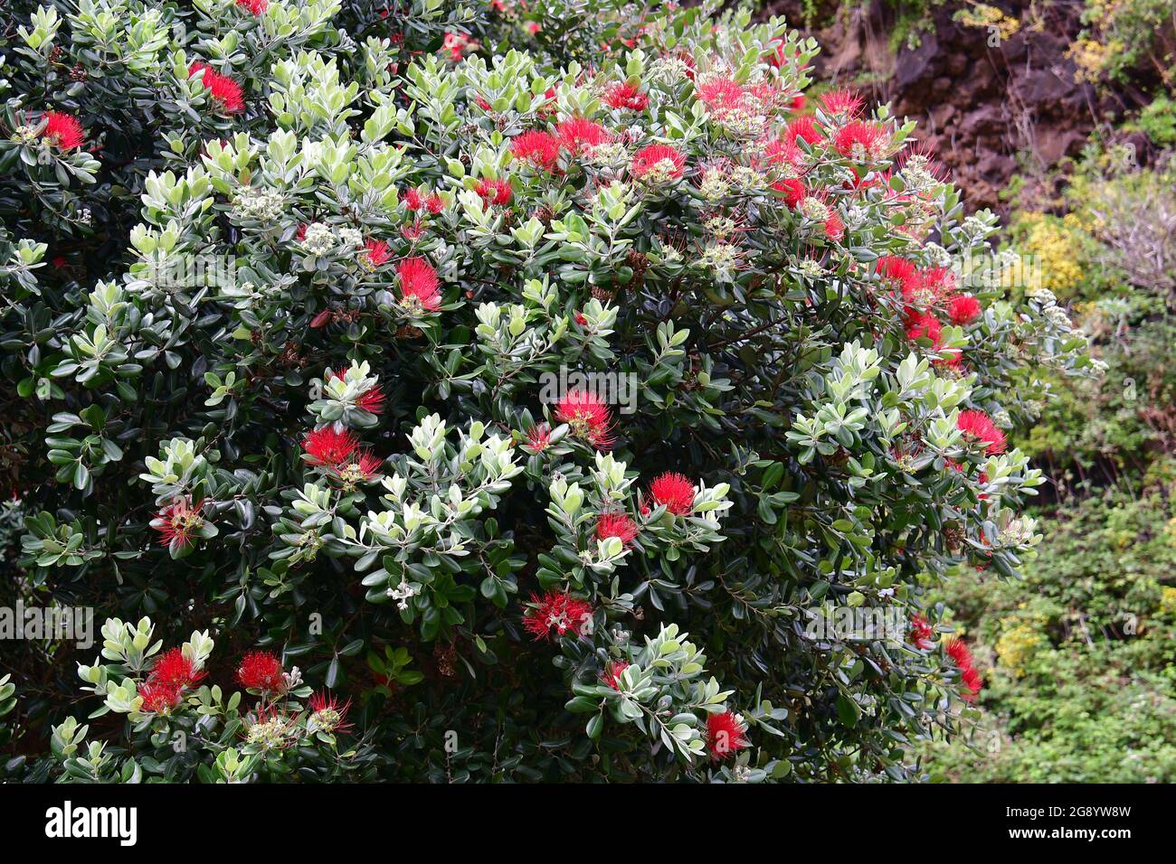 pohutukawa, New Zealand Christmas tree, Metrosideros excelsa, Új