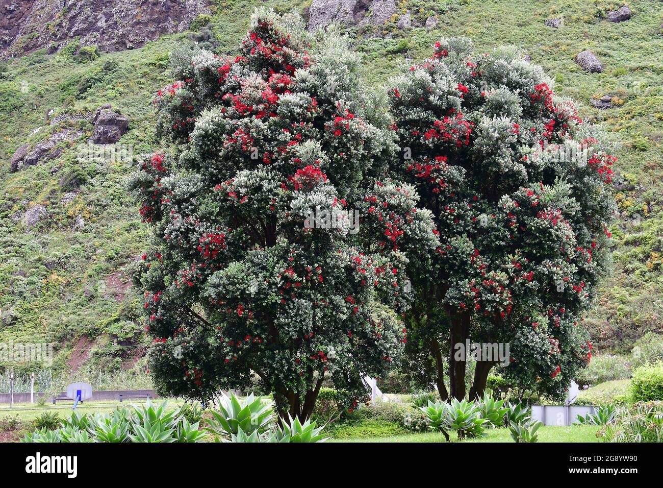 pohutukawa, New Zealand Christmas tree, Metrosideros excelsa, Új-zélandi karácsonyfa, Madeira, Portugal, Europe Stock Photo