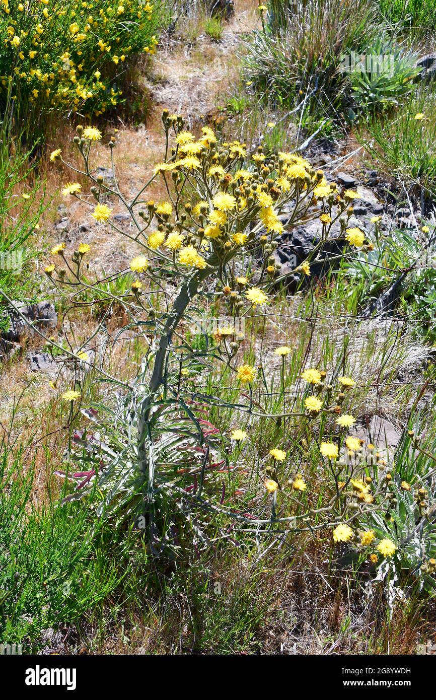 hawksbeard or hawk's-beard, Pippau, Crepis sp., zörgőfű, Madeira, Portugal, Europe Stock Photo