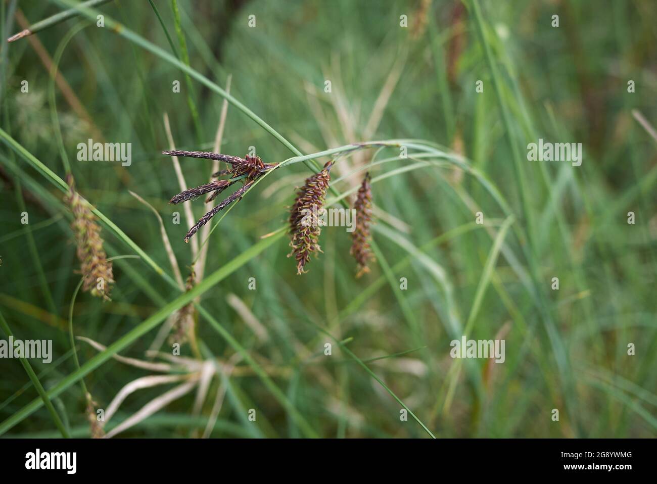Carex flacca grass in bloom Stock Photo