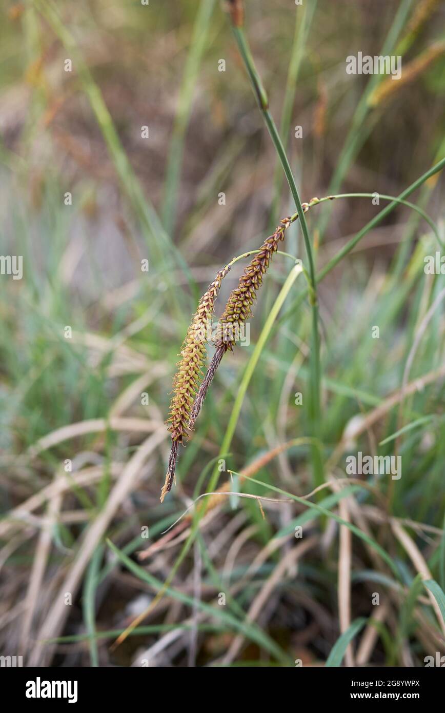 Carex flacca grass in bloom Stock Photo