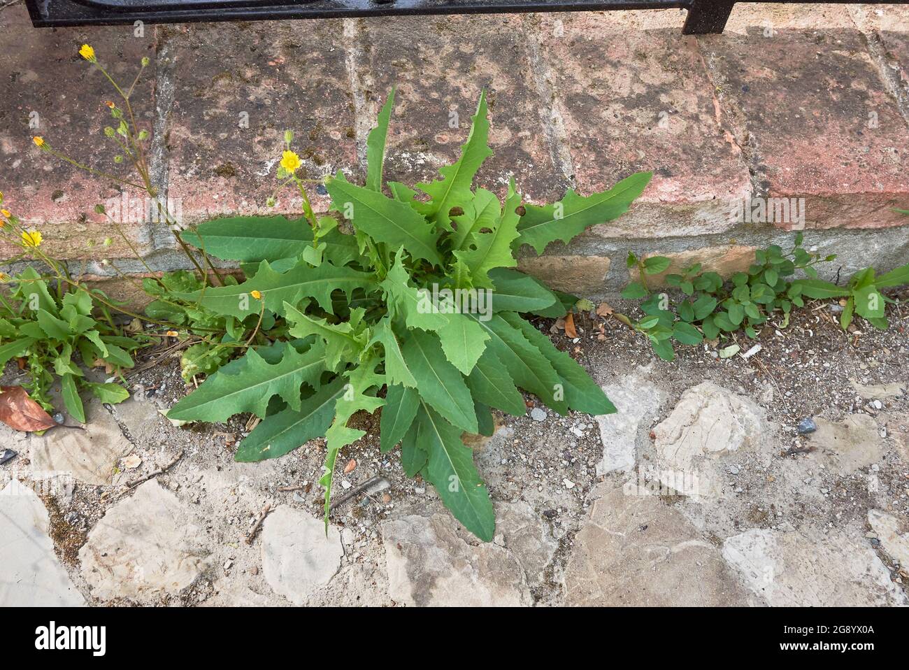 Lactuca serriola fresh plant Stock Photo