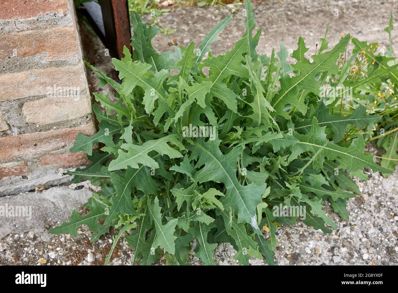 Lactuca serriola fresh plant Stock Photo