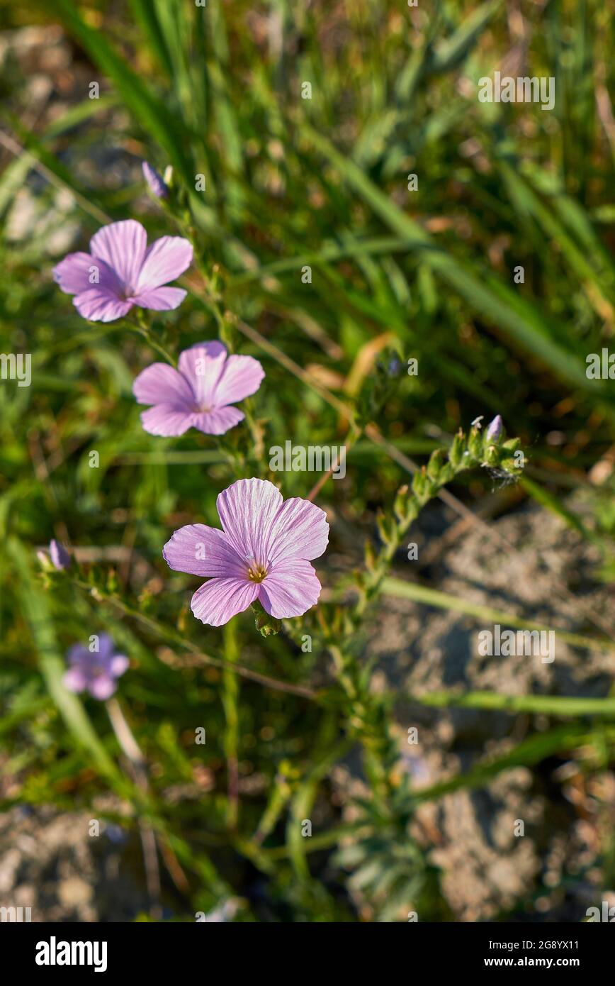 Linum viscosum pink flowers Stock Photo