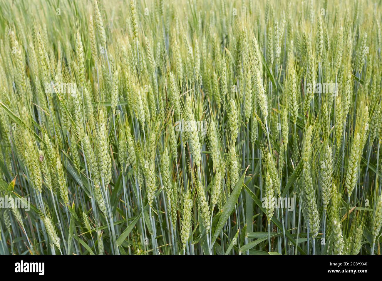 Triticum aestivum agricultural field Stock Photo