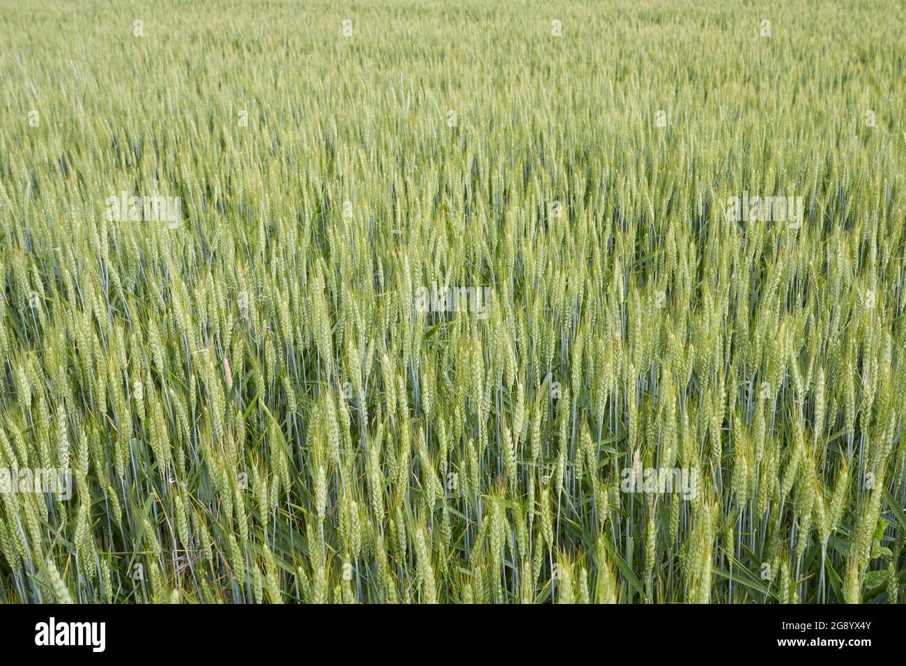 Triticum aestivum agricultural field Stock Photo