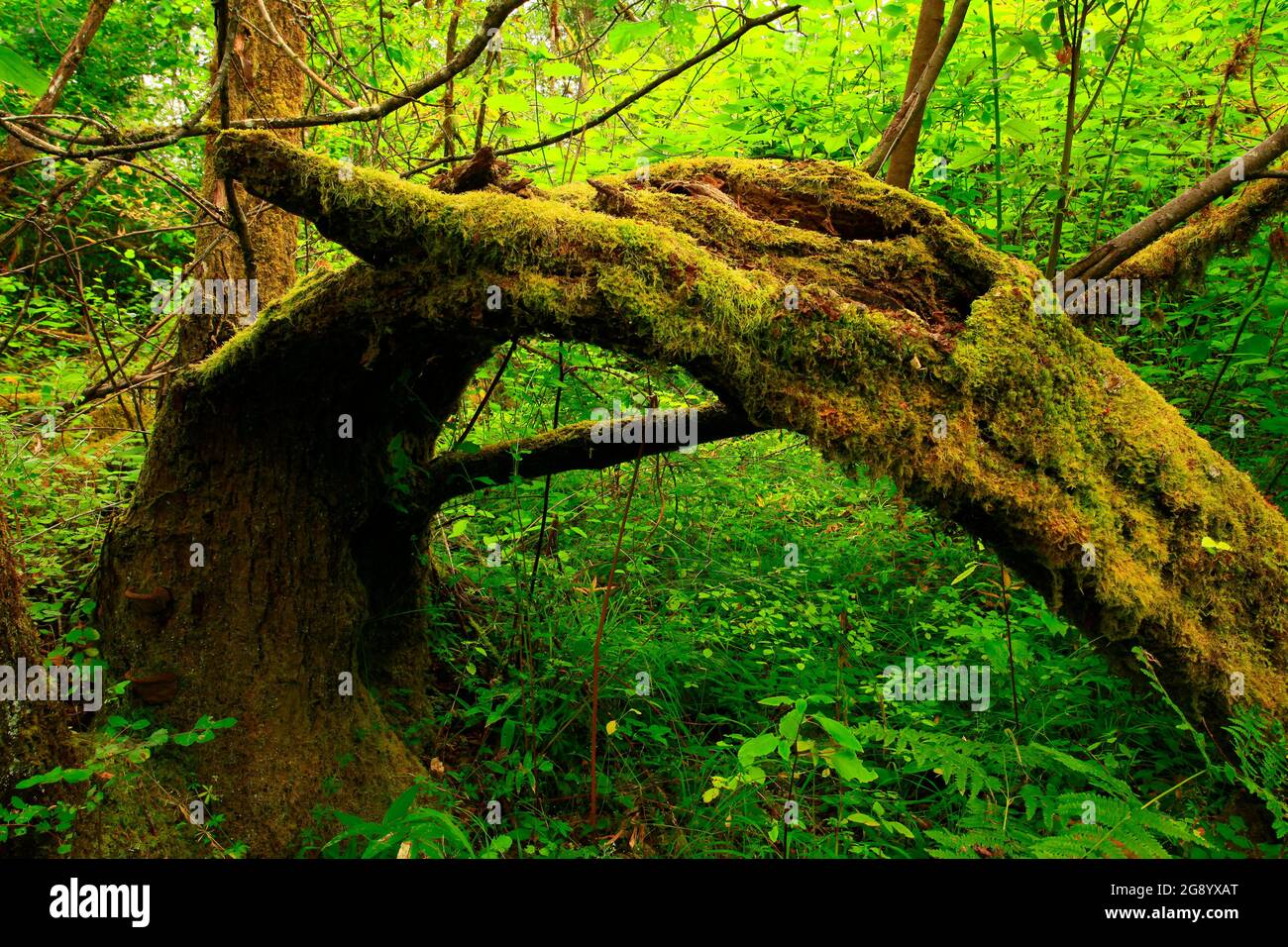 a exterior picture of an Pacific Northwest forest with a mossy Red