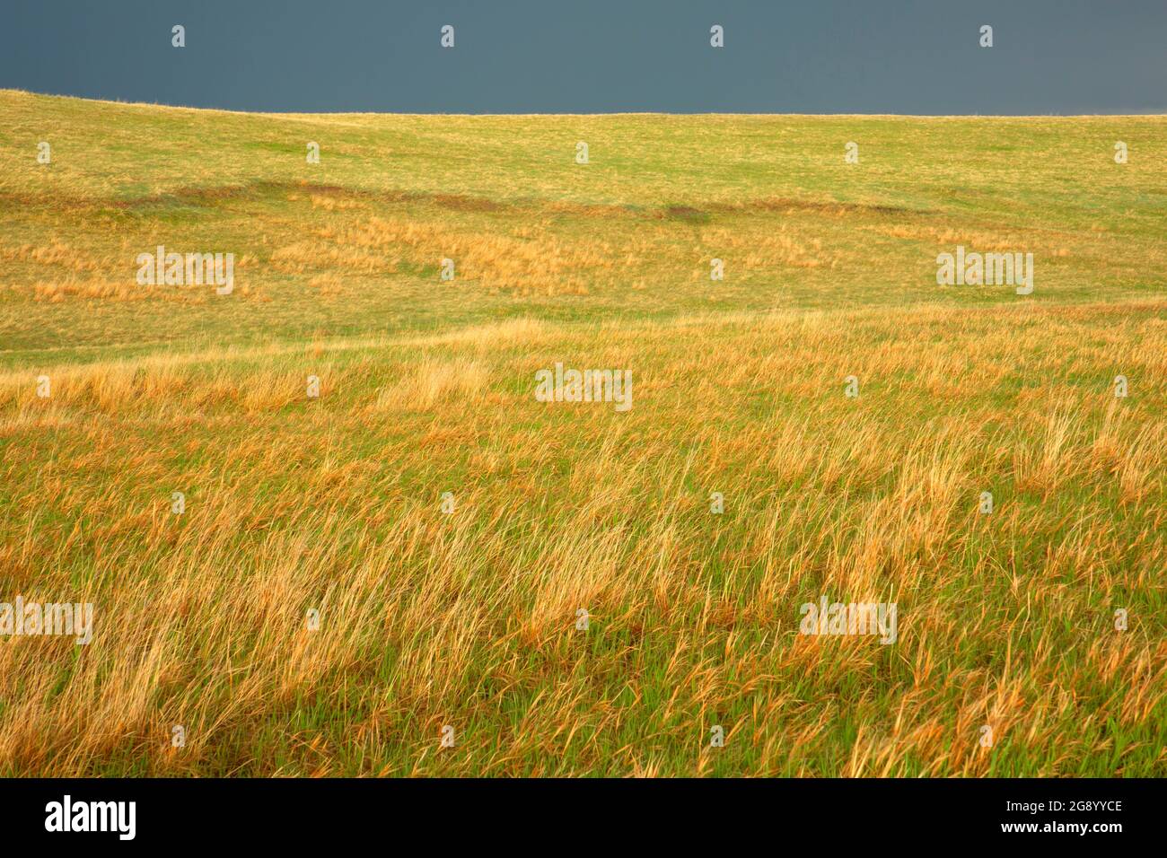 Prairie grassland, Badlands National Park, South Dakota Stock Photo