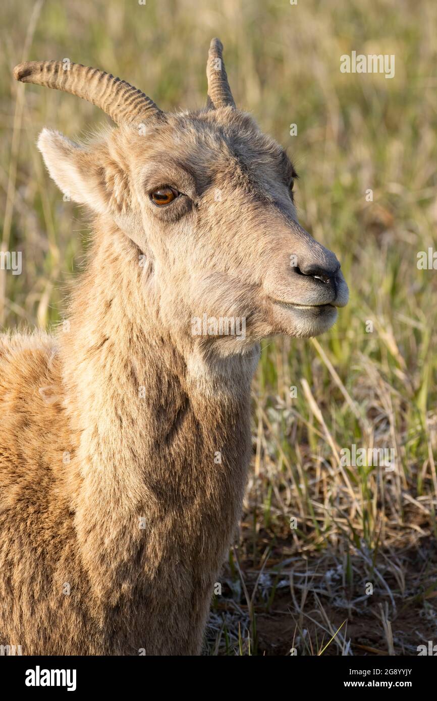 Bighorn sheep at Pinnacles Overlook, Badlands National Park, South Dakota Stock Photo