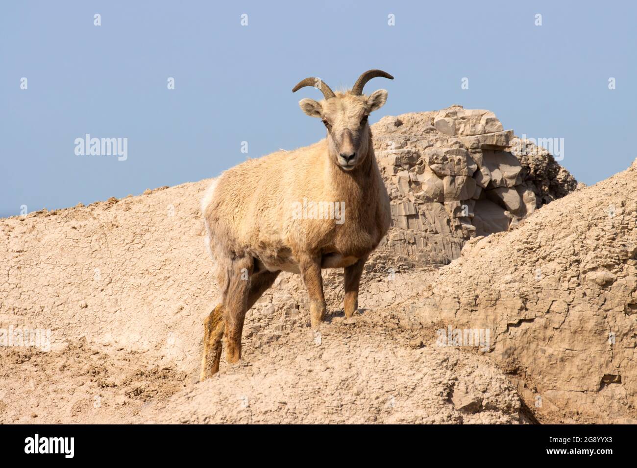 Bighorn sheep at Pinnacles Overlook, Badlands National Park, South Dakota Stock Photo