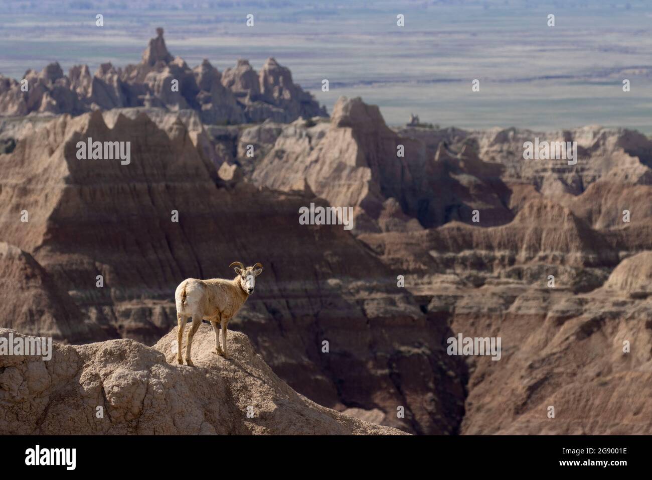 Bighorn sheep at Pinnacles Overlook, Badlands National Park, South Dakota Stock Photo