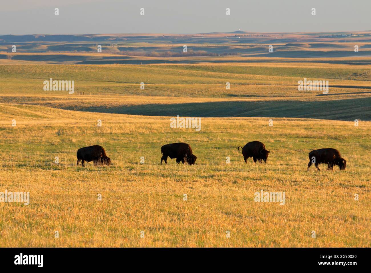 Bison, Badlands National Park, South Dakota Stock Photo Alamy