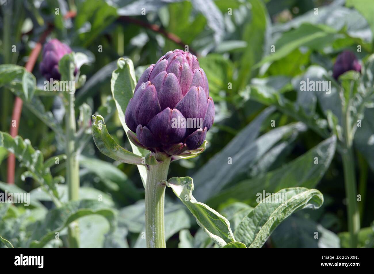 Purple Cynara cardunculus (Globe artichoke) Flower Bud grown in the Vegetable Garden at RHS Garden Harlow Carr, Harrogate, Yorkshire, England, UK. Stock Photo