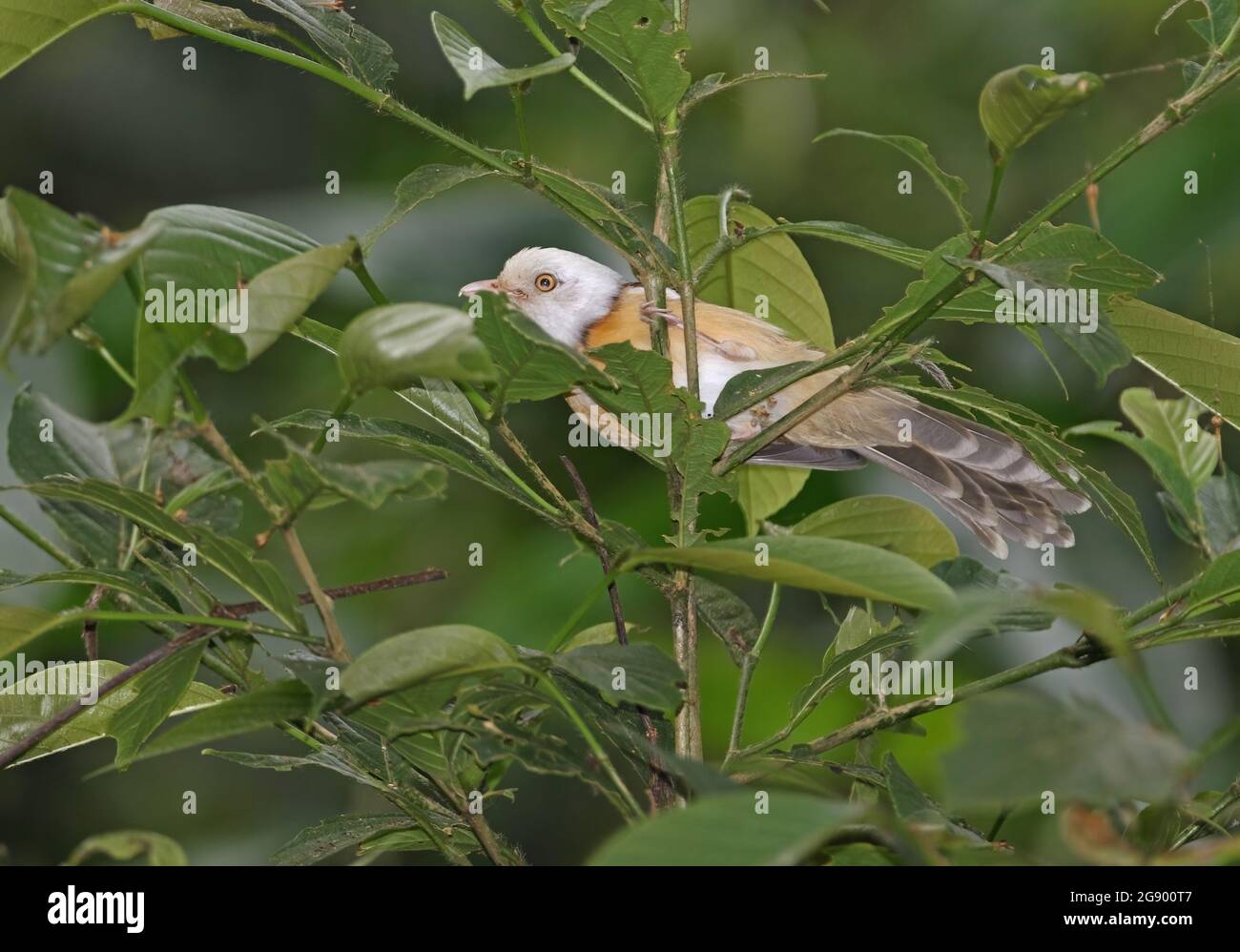 Collared Babbler (Gampsorhynchus torquatus torquatus) adult perched in bush Kaeng Krachan NP, Thailand               November Stock Photo