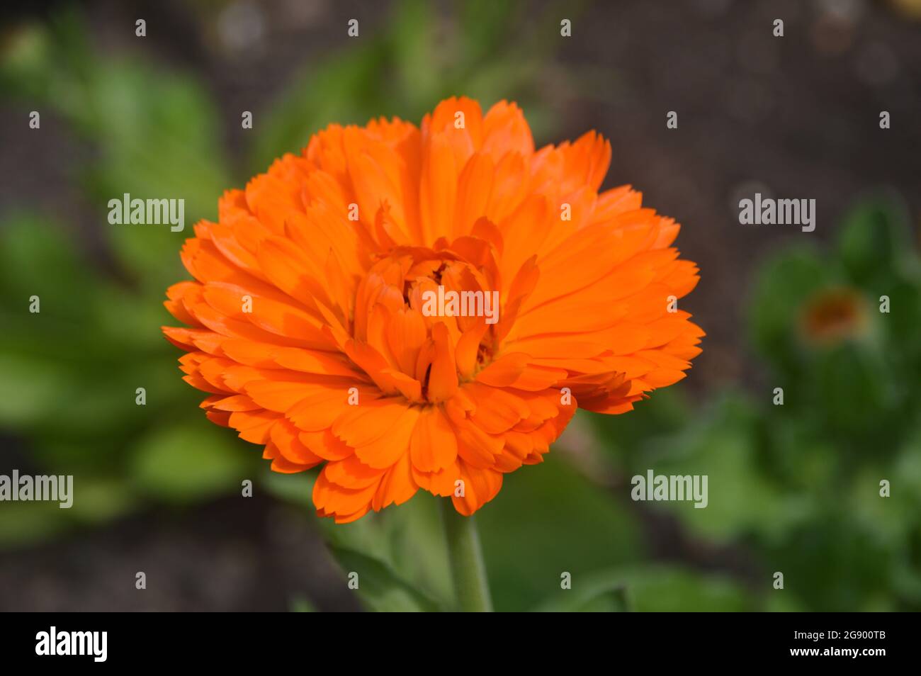 Single Orange Calendula officinalis 'Geisha Girl' (Pot/Common/Scotch) Marigold Daisy Flower in the Borders at RHS Garden Harlow Carr, Harrogate, UK. Stock Photo