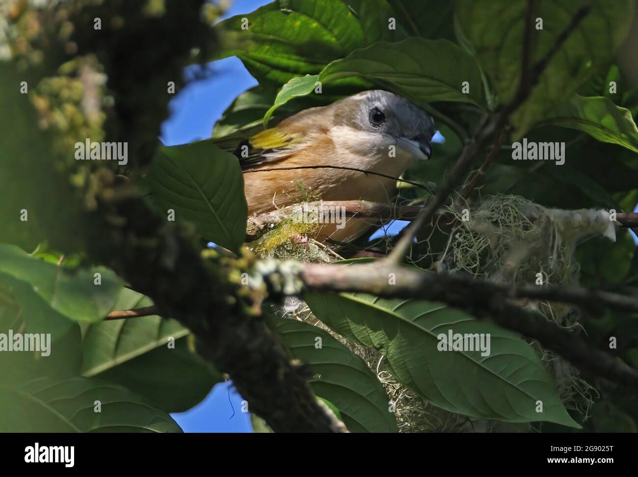 White-browed Shrike-babbler (Pteruthius aeralatus aeralatus) adult female nest building Kaeng Krachan NP, Thailand             November Stock Photo