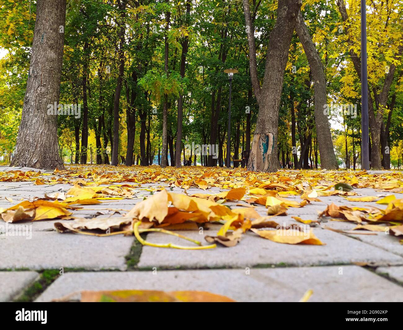 Closeup shot of fallen dry leaves on the ground Stock Photo - Alamy