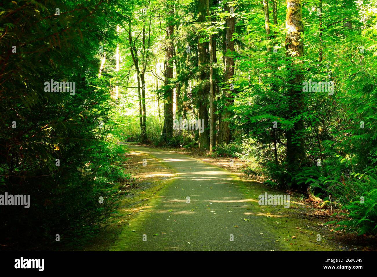 a exterior of an Pacific Northwest forest trail Stock Photo Alamy