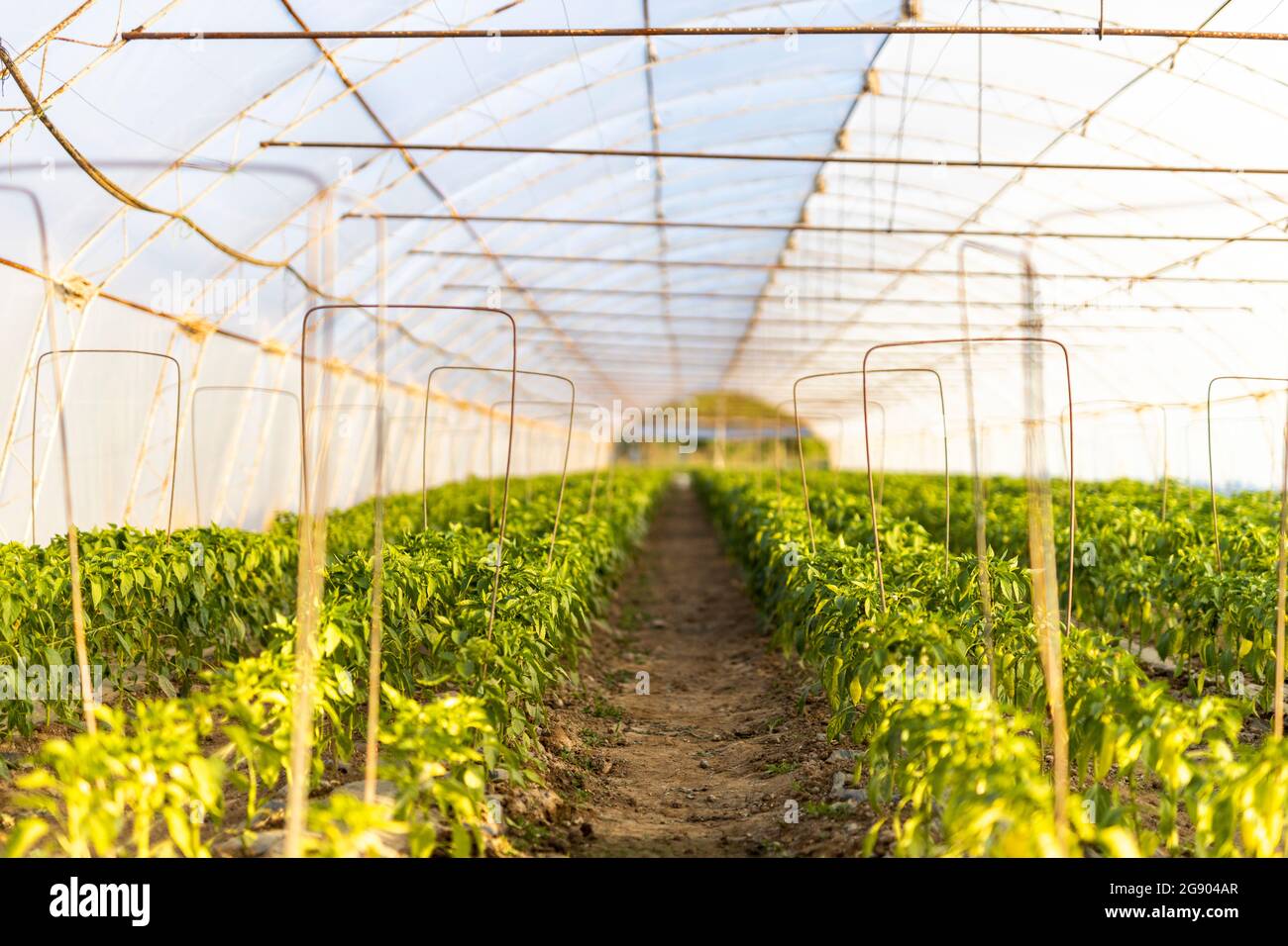 Cultivated plants and agriculture hires stock photography and images