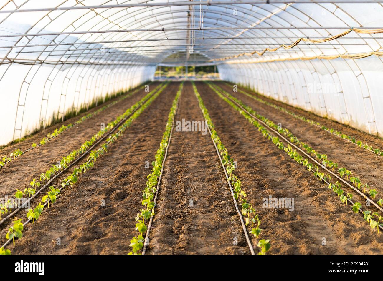 Interior of greenhouse with fresh organic plants Stock Photo