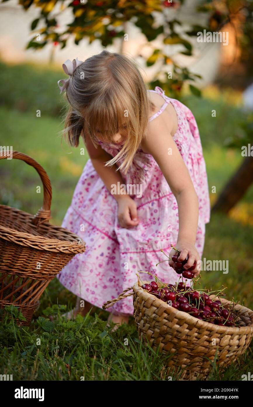 Girl keeping cherries in basket at backyard Stock Photo