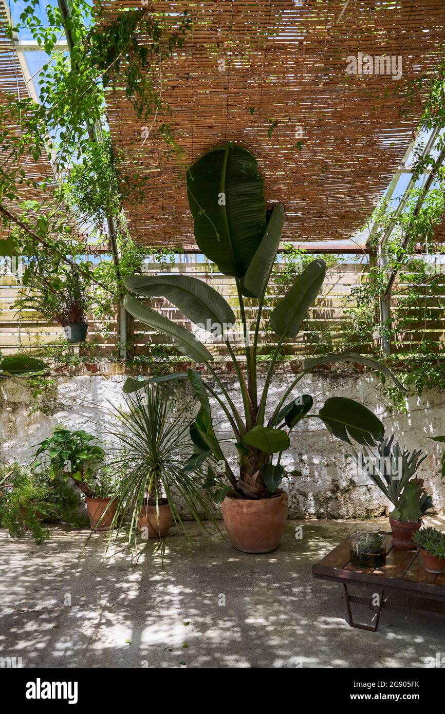 Various plants growing in garden Stock Photo Alamy