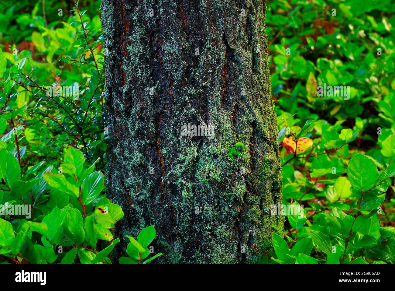 a exterior picture of an Pacific Northwest forest with Douglas fir ...