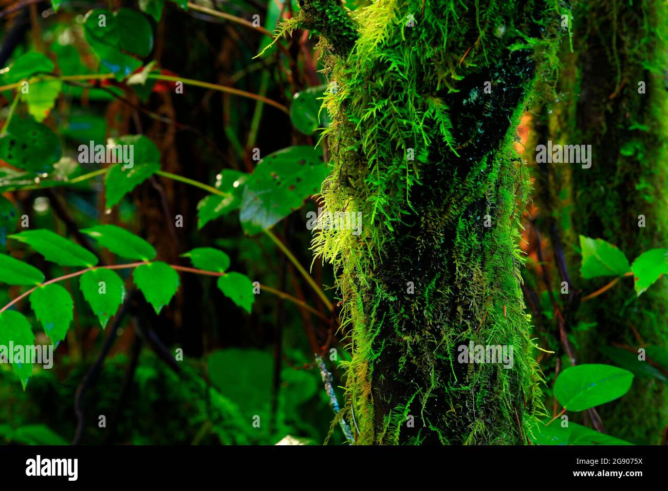 Vine Maple Tree Hi-res Stock Photography And Images - Alamy