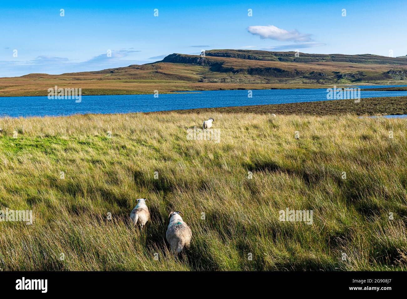 UK, Scotland, Sheep grazing on grassy shore of Loch Leathan Stock Photo