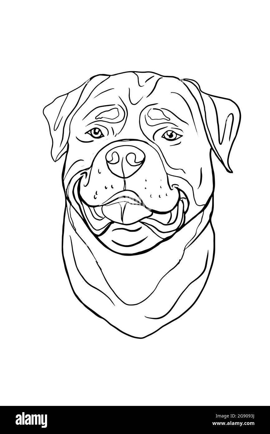 Cute cartoon, portrait, roadfighter dog head line drawing  illustration. Stock Photo