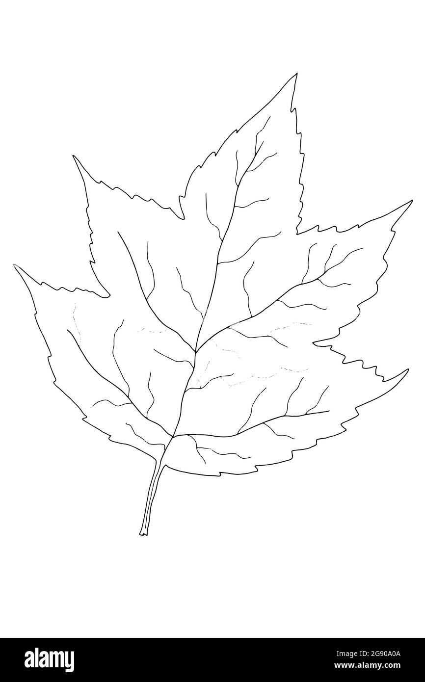 Autumn ,leaf cartoon isolated illustration,line art. Stock Photo