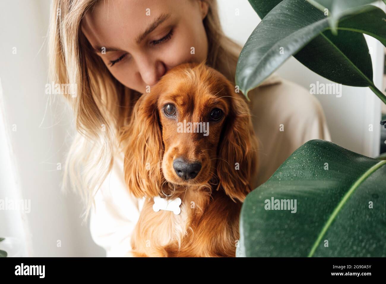 Woman kissing Cocker Spaniel dog at home Stock Photo