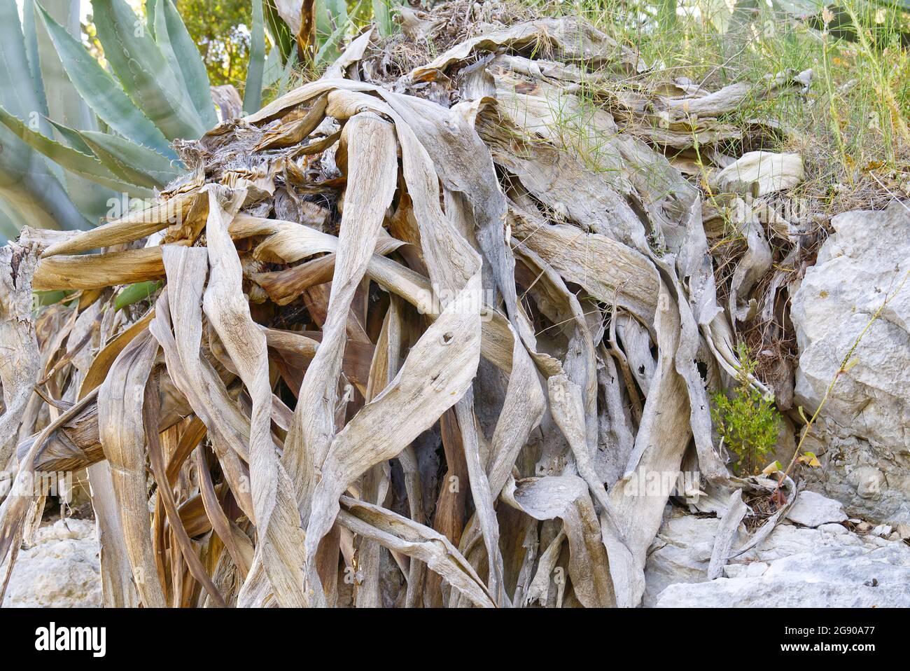 zimmerpflanze aloe Aloe Vera Pflanze - echter Aloe Vera main image 1