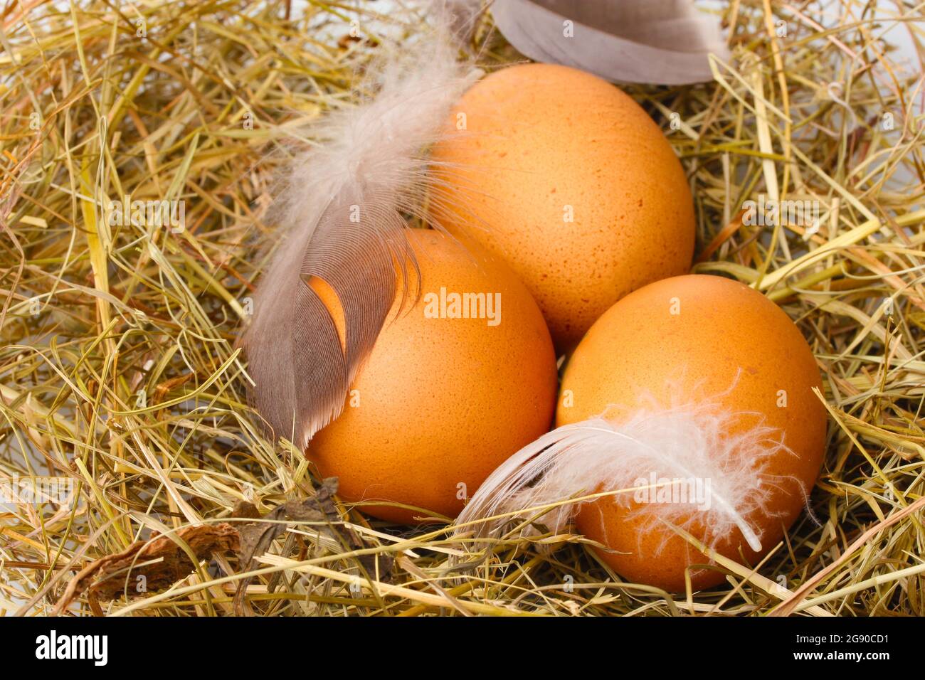 chicken eggs in a nest closeup Stock Photo - Alamy