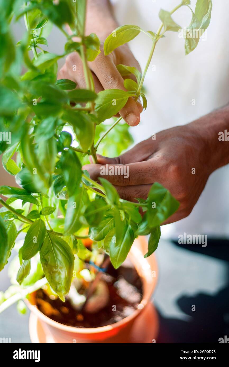 Young basil leaves hires stock photography and images Alamy