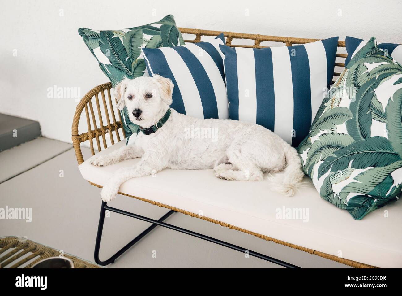 Maltipoo dog looking away while relaxing on sofa at patio Stock Photo