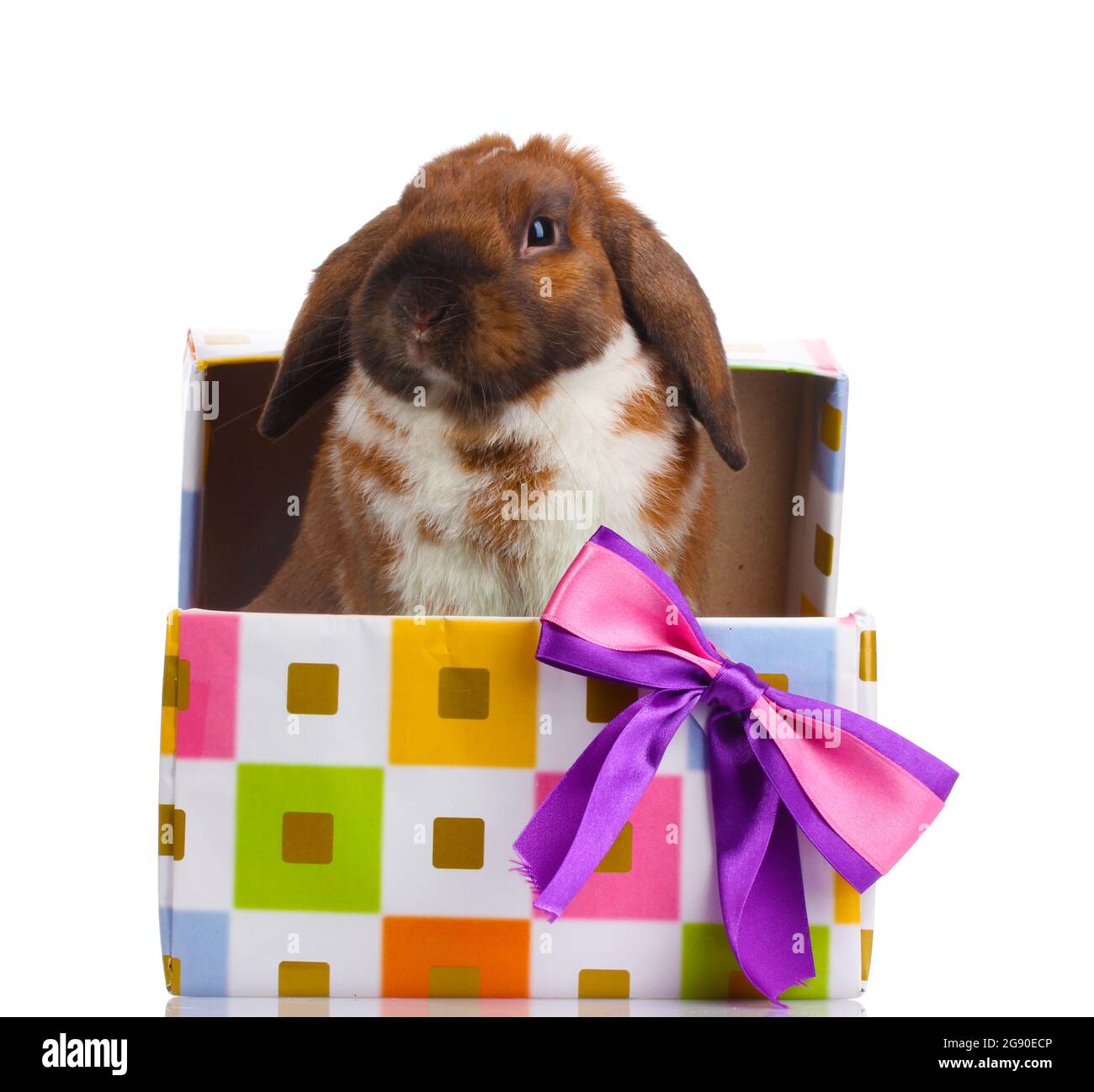 Lop-eared rabbit in a gift box with purple bow isolated on white Stock ...