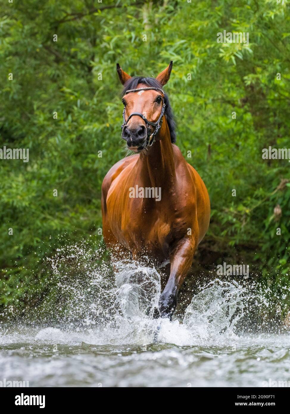 Warmblood horse running while splashing water in river at forest Stock Photo