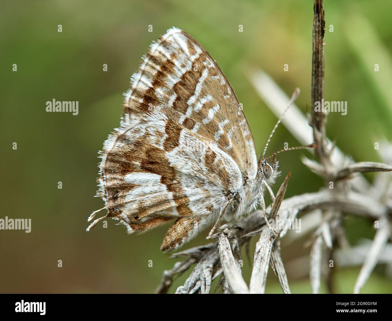 The Geranium Bronze butterfly. Cacyreus marshalli Stock Photo - Alamy